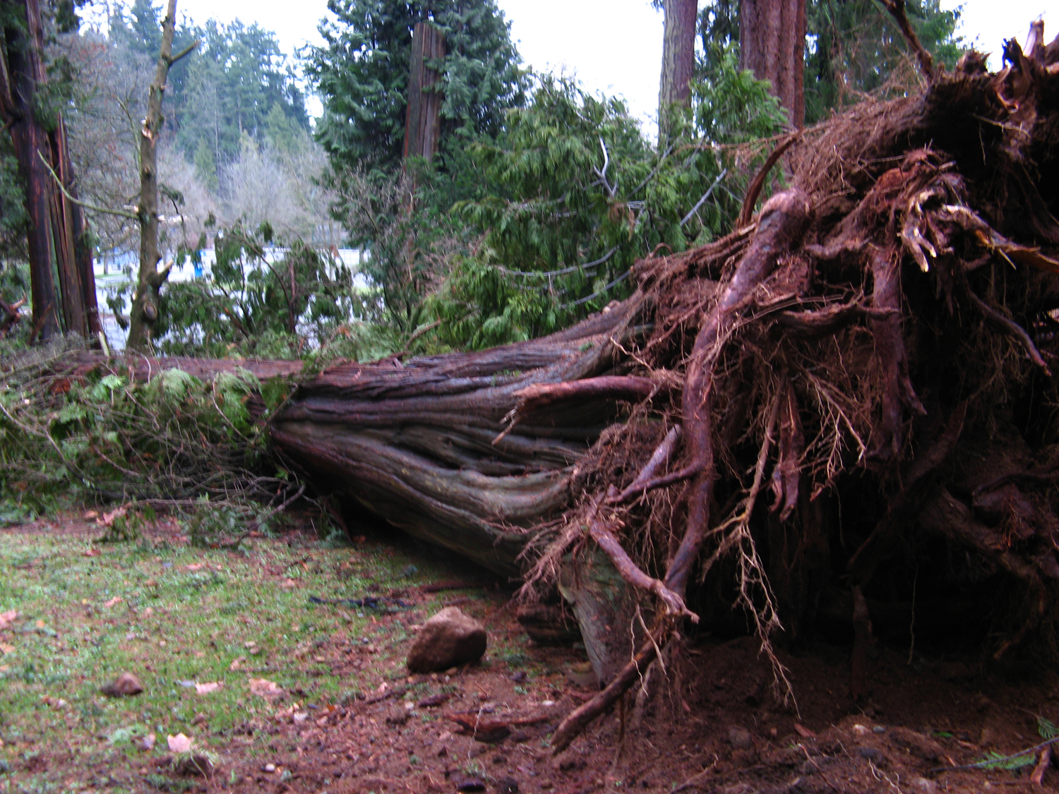Stormfelt tre med rotvelt i Stanley Park