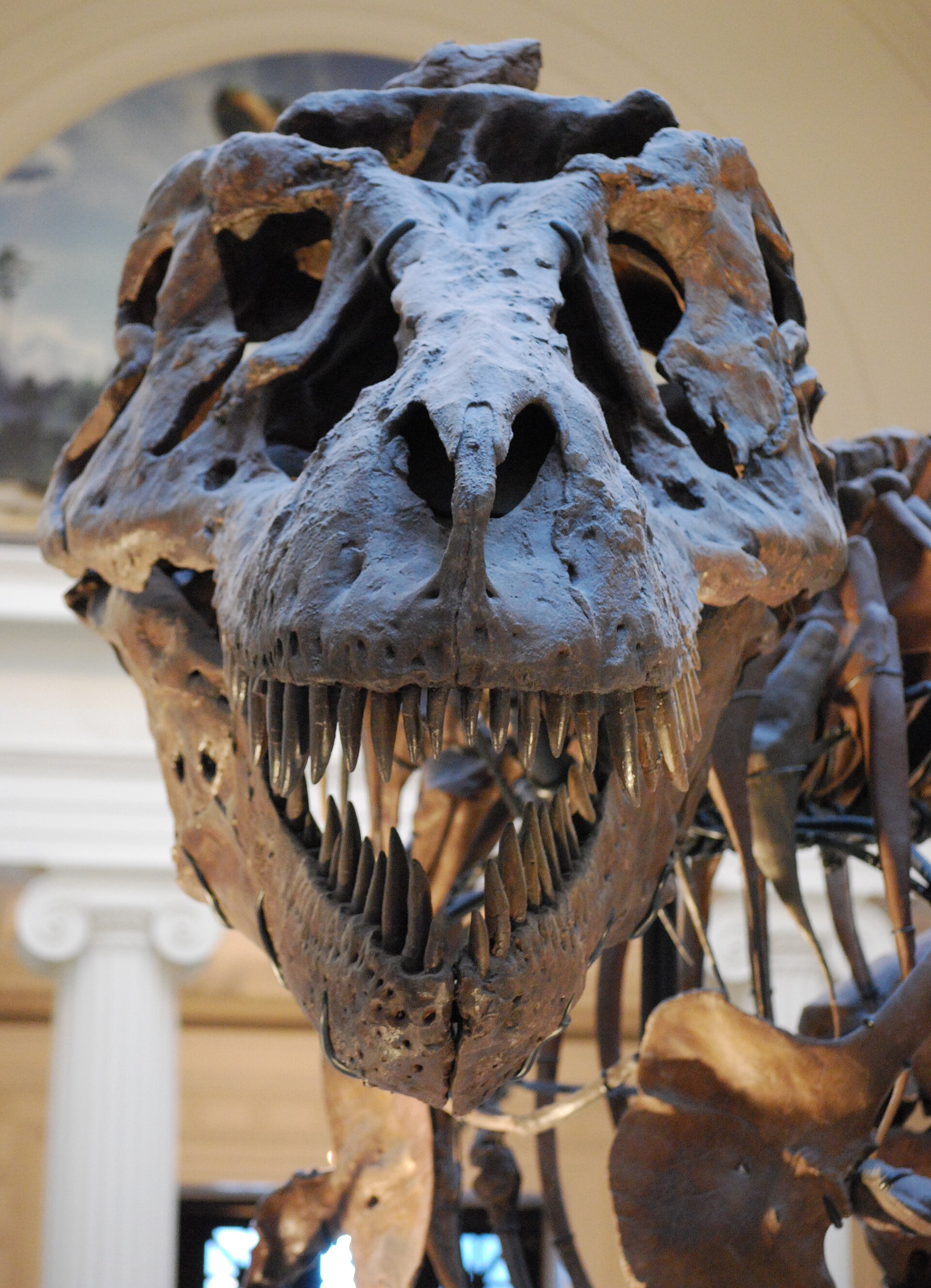 Skallen til Tyrannosaurus rex «Sue»