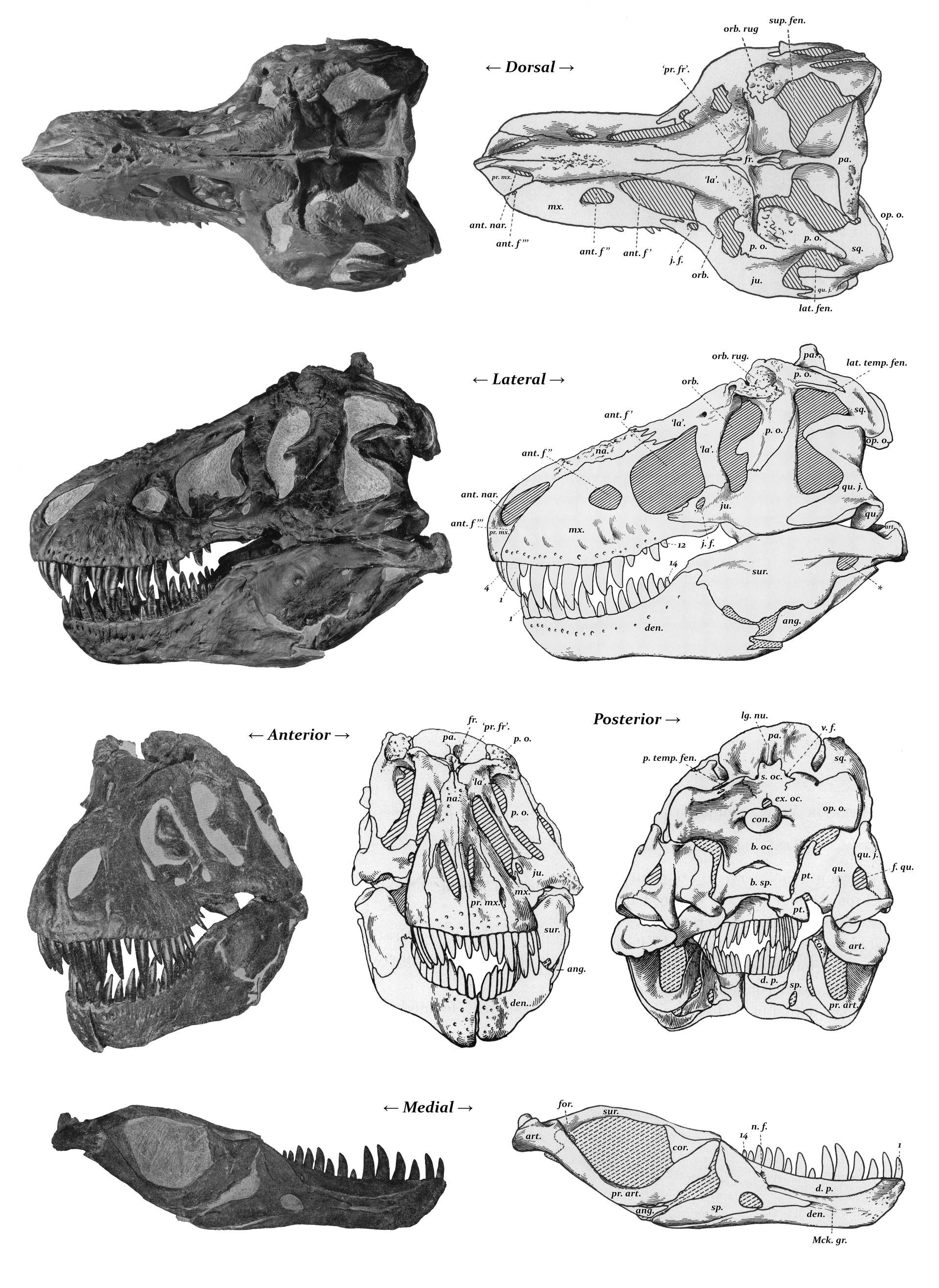 Vitenskapsplansje: T-rex-skallen AMNH 5027 fotografert og som strektegning fra fem vinkler